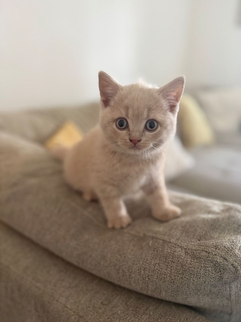 *1 left READY NOW* BSH Kittens. 
