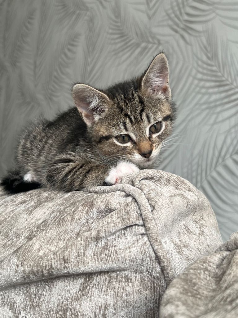 10 week old kitten for sale
