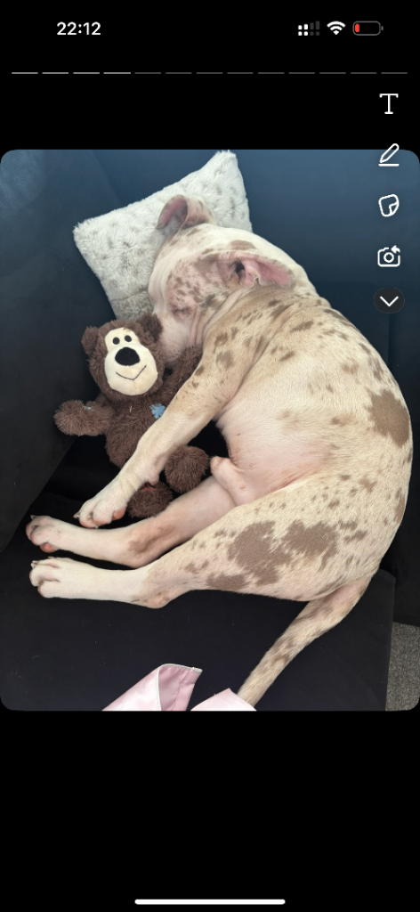 ABCK registered champagne white mearl pocket bully