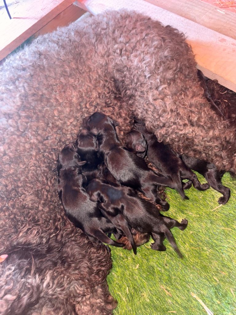 F1 Cockapoo puppies
