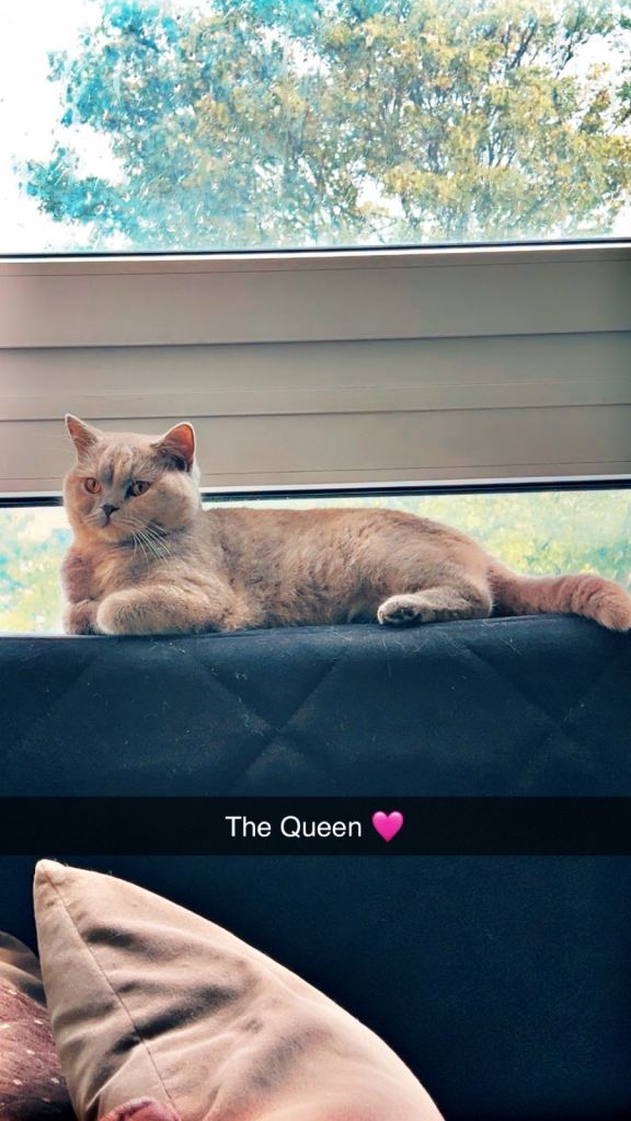 British shorthair female