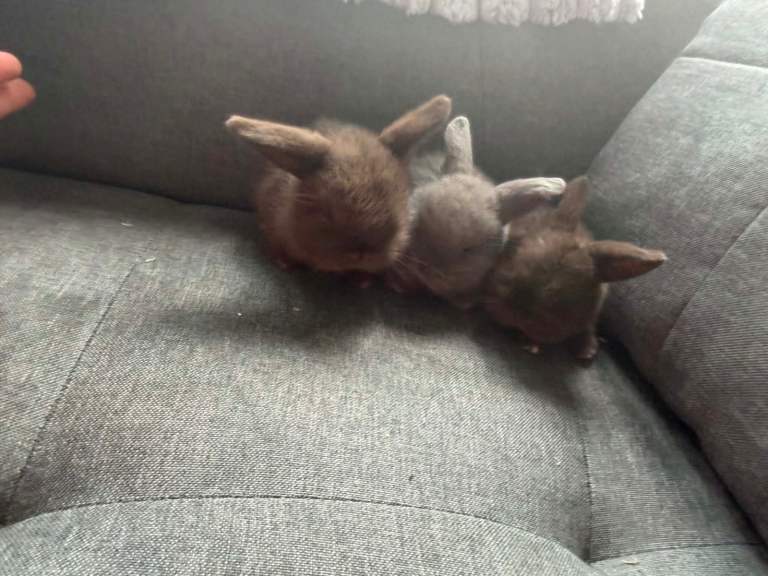 Baby mini lops 
