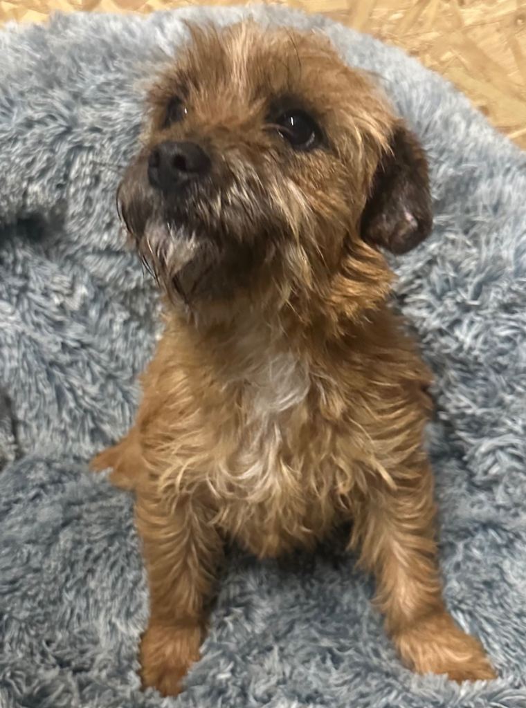 Beautiful litter of Border terrier puppies blue & tan