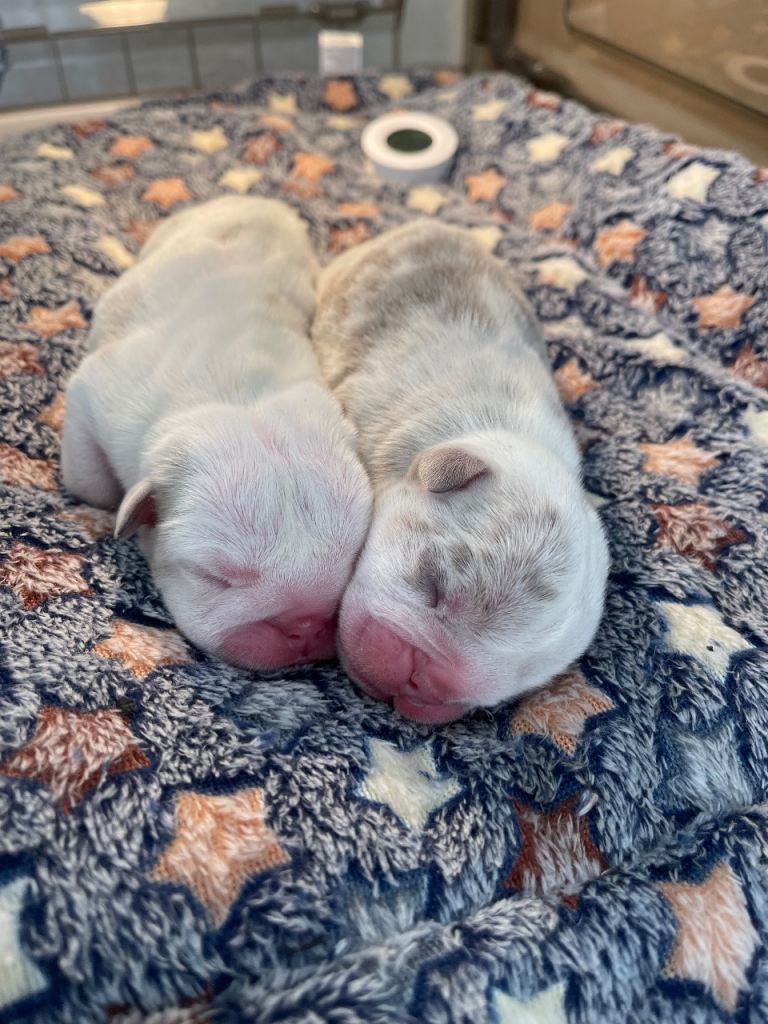 English Bulldogs - Fluffy - KC Registered 