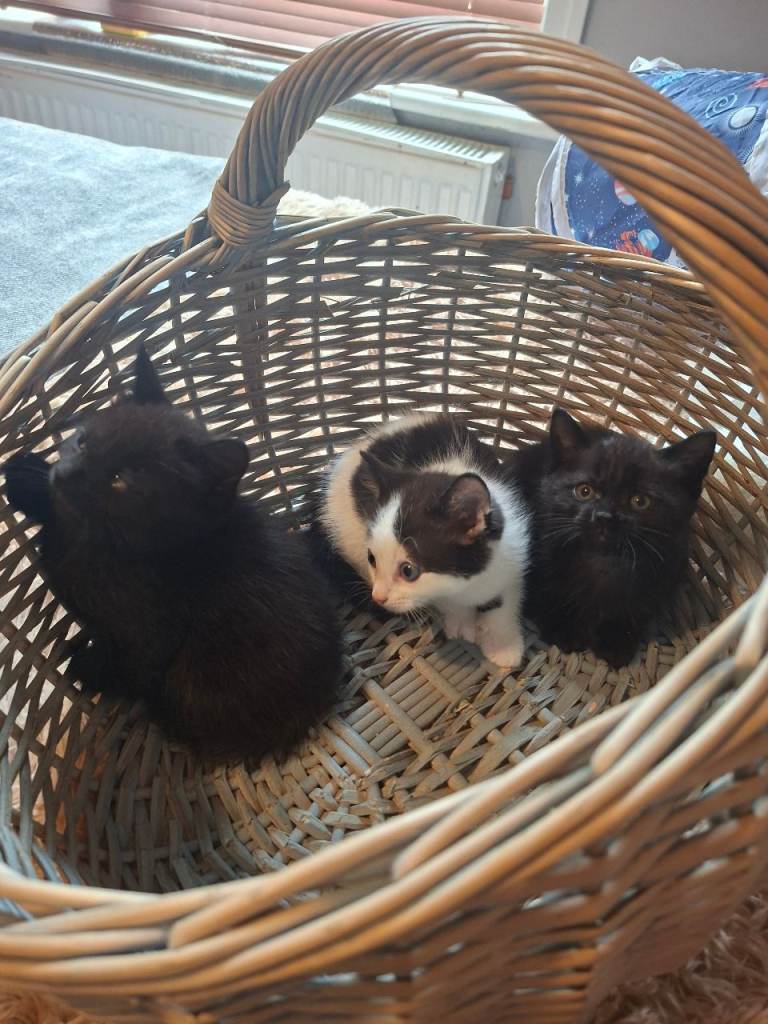 MALE Kittens for sale 