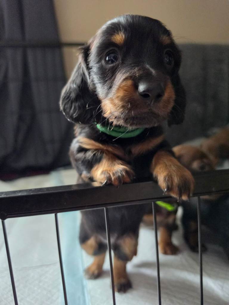 Miniature dachshund puppies only 1 boy left left