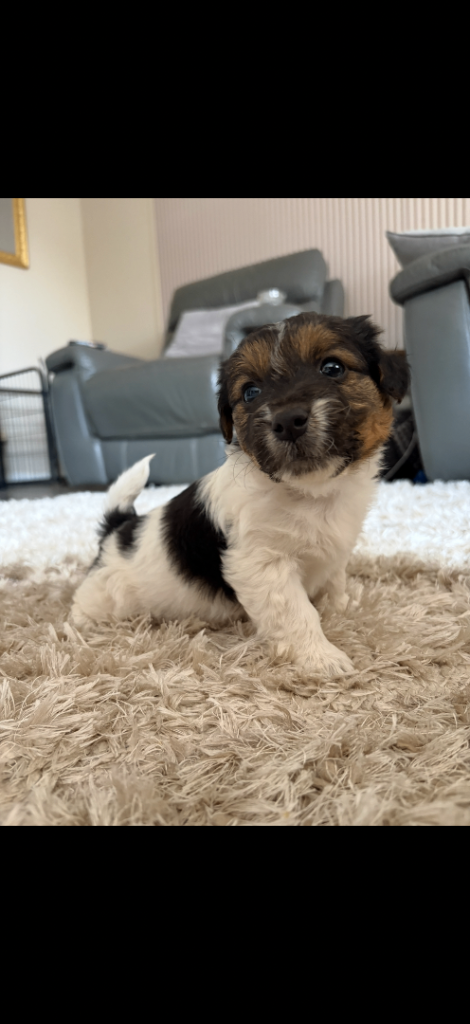 Beautiful Sealyham terrier x jackrussell 