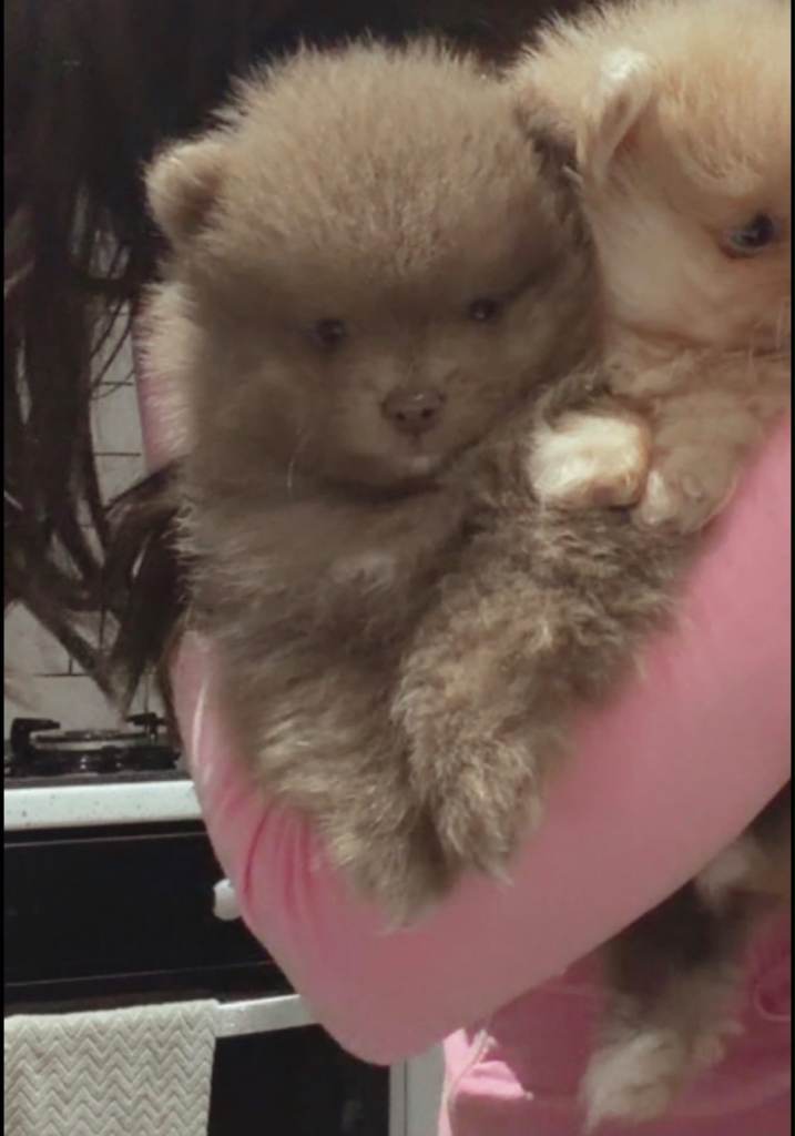 Beautiful Pomeranian Boy Puppy Left
