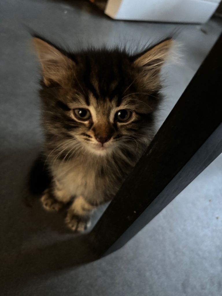 KITTENS FOR SALE NOW