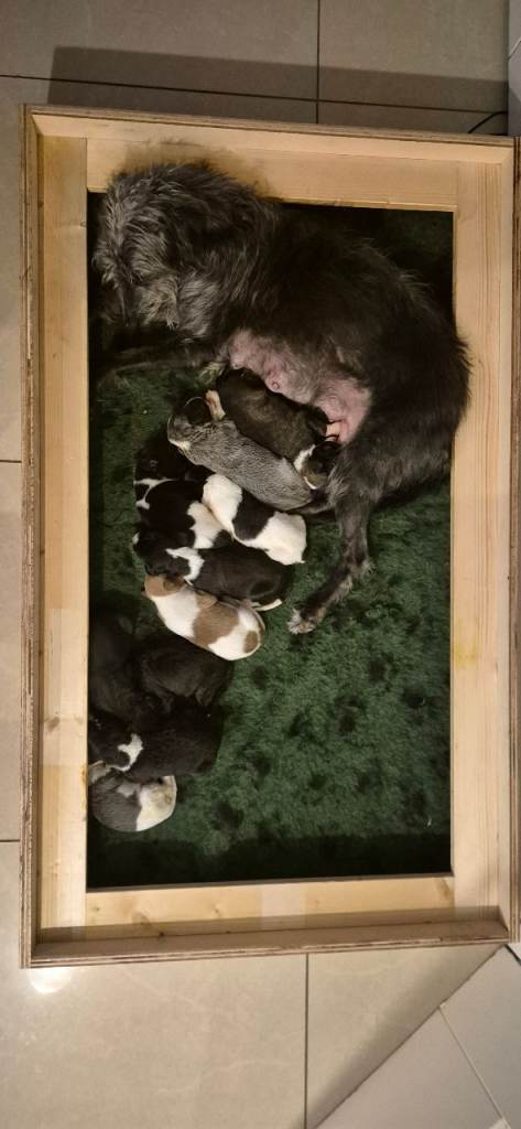 Bedlington x whippets