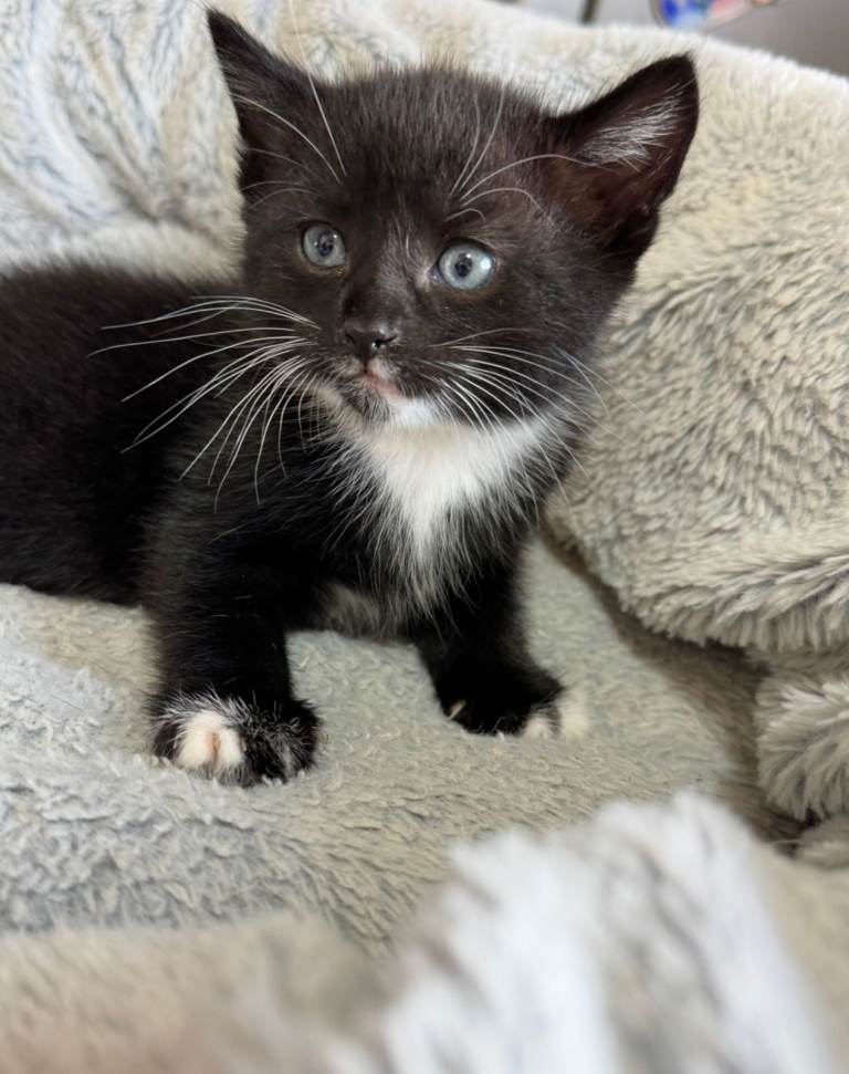 Docile male kitten, ready for his forever home
