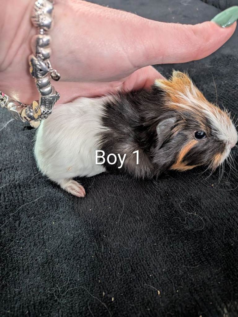 Baby boy and girl guinea pig