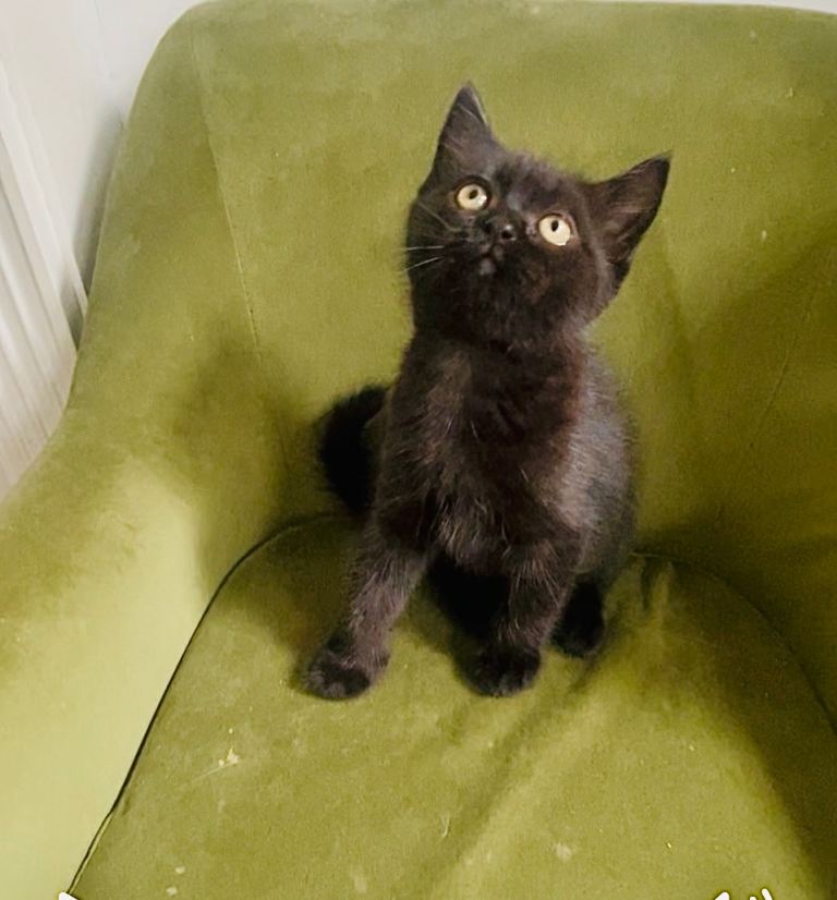Last gorgeous Himalayan persian kitten 