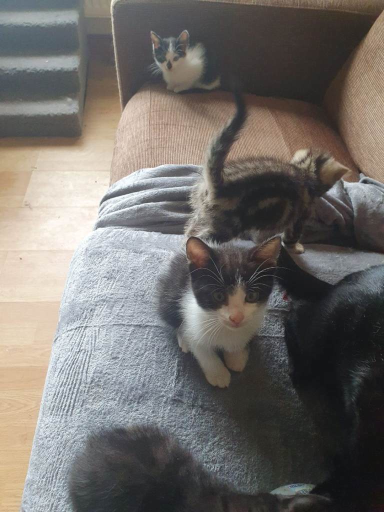 Kittens for sale