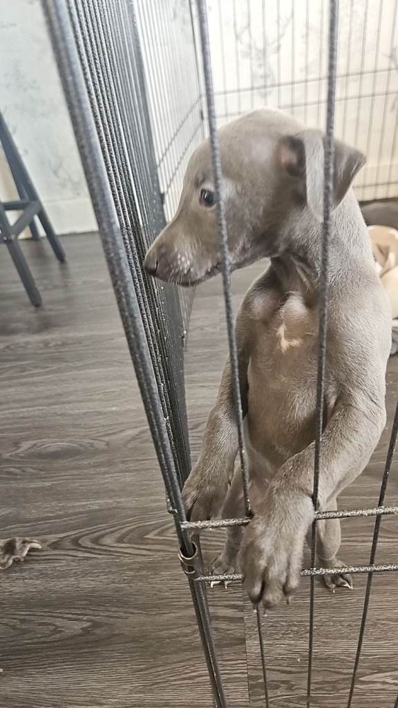 Whippet puppy's for sale