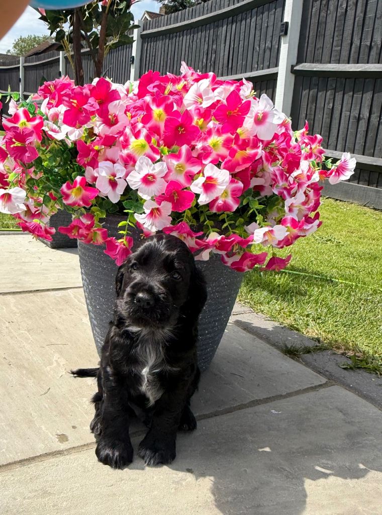 Cocker spaniel show type 