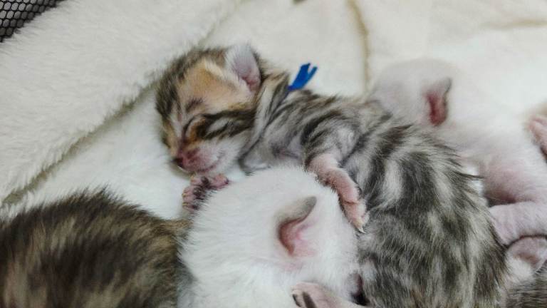 Champ lines pedigree bengals