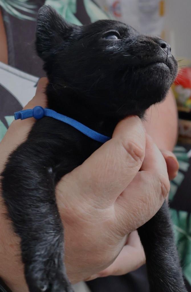 Labrador x fluffy French bulldog puppies 