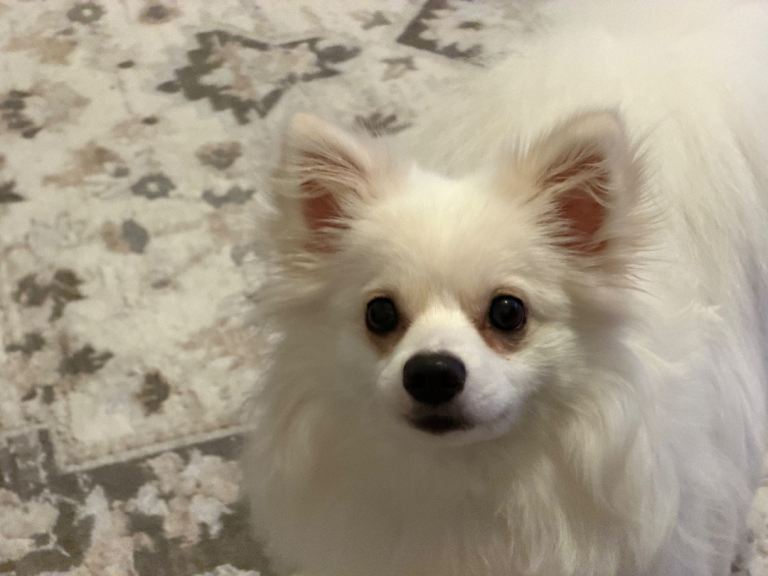 Young Pomeranian (11 Months) Looking for Loving Home