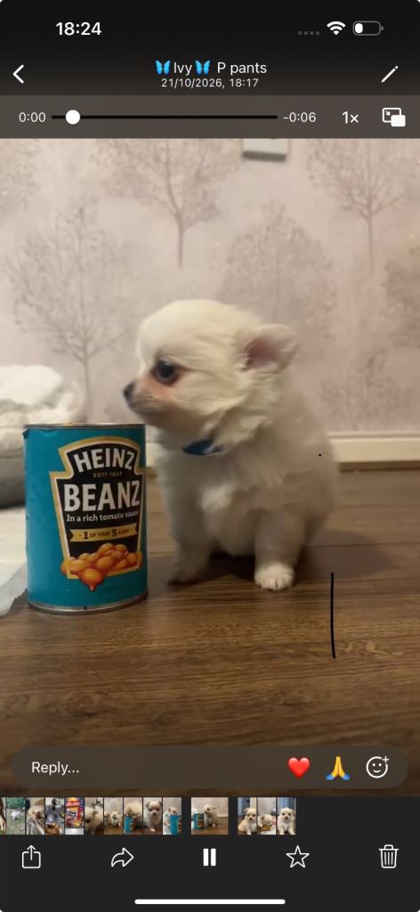 Chihuahua x Pomeranian Puppies
