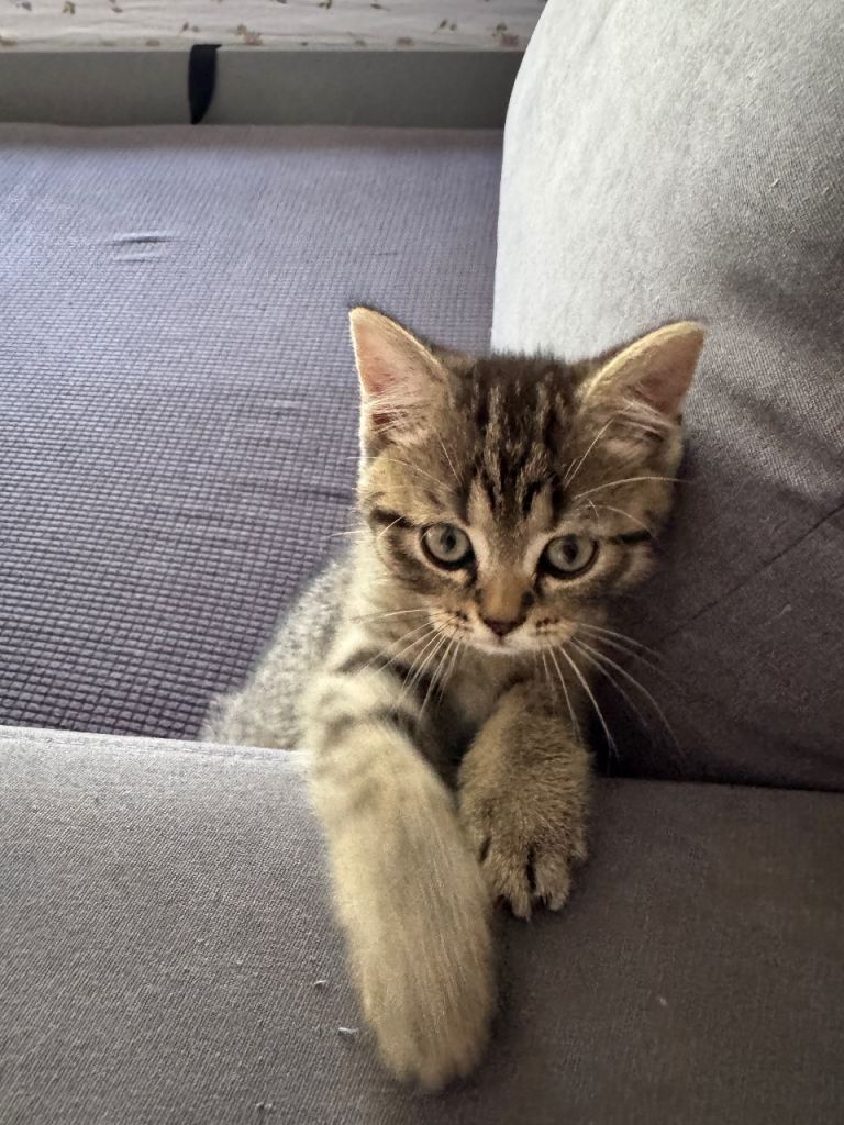    Beautiful Tabby Boy Kitten