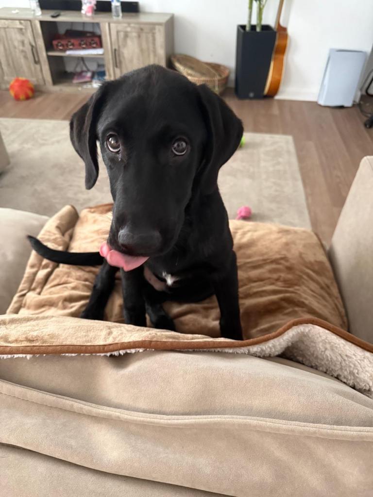 Labrador 