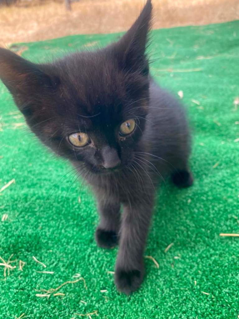 Kittens for sale