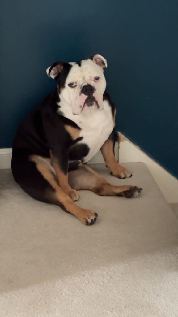 Neutered New English bulldog 4years old 