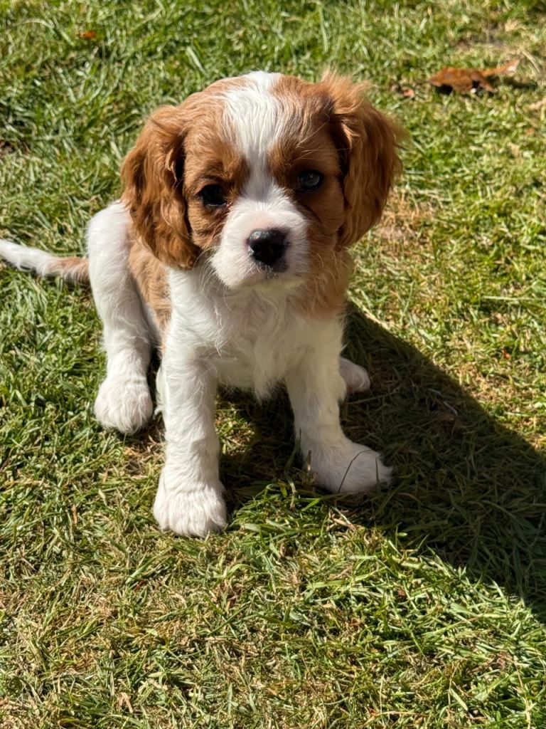2 puppies remaining from a litter of 8