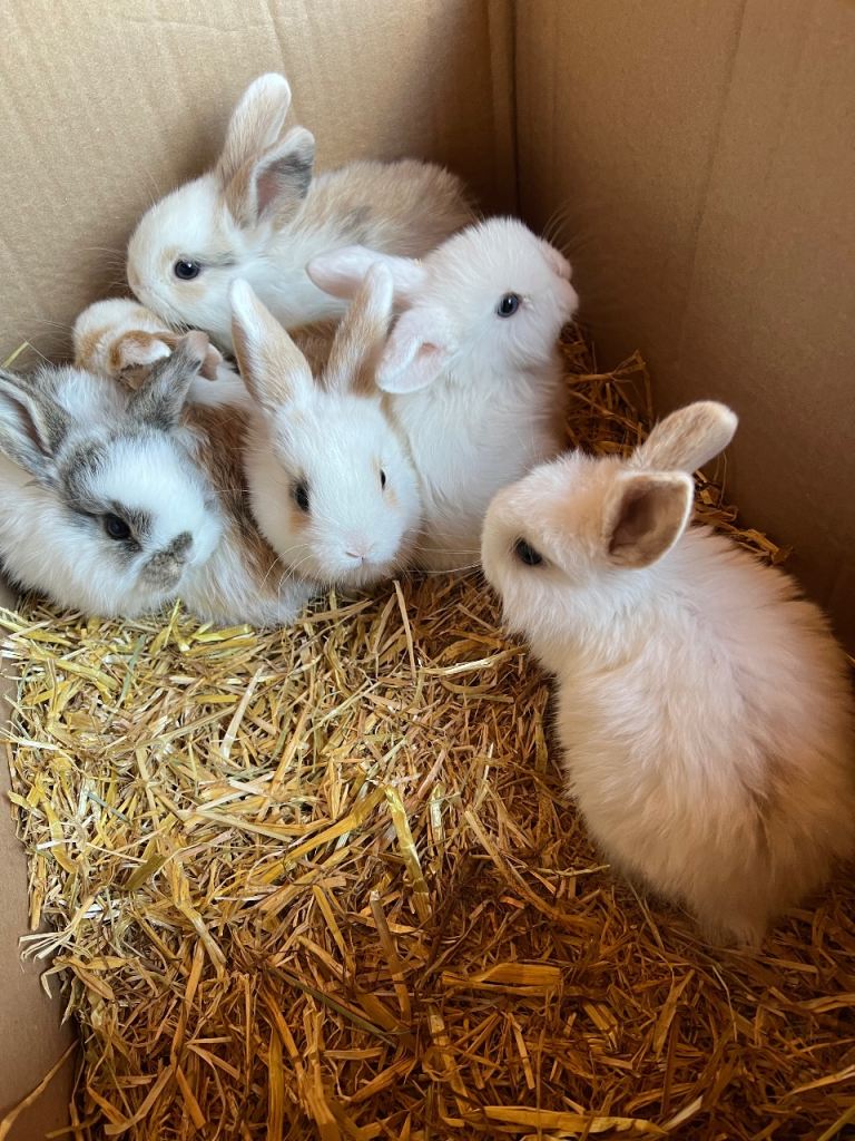 Baby rabbits 