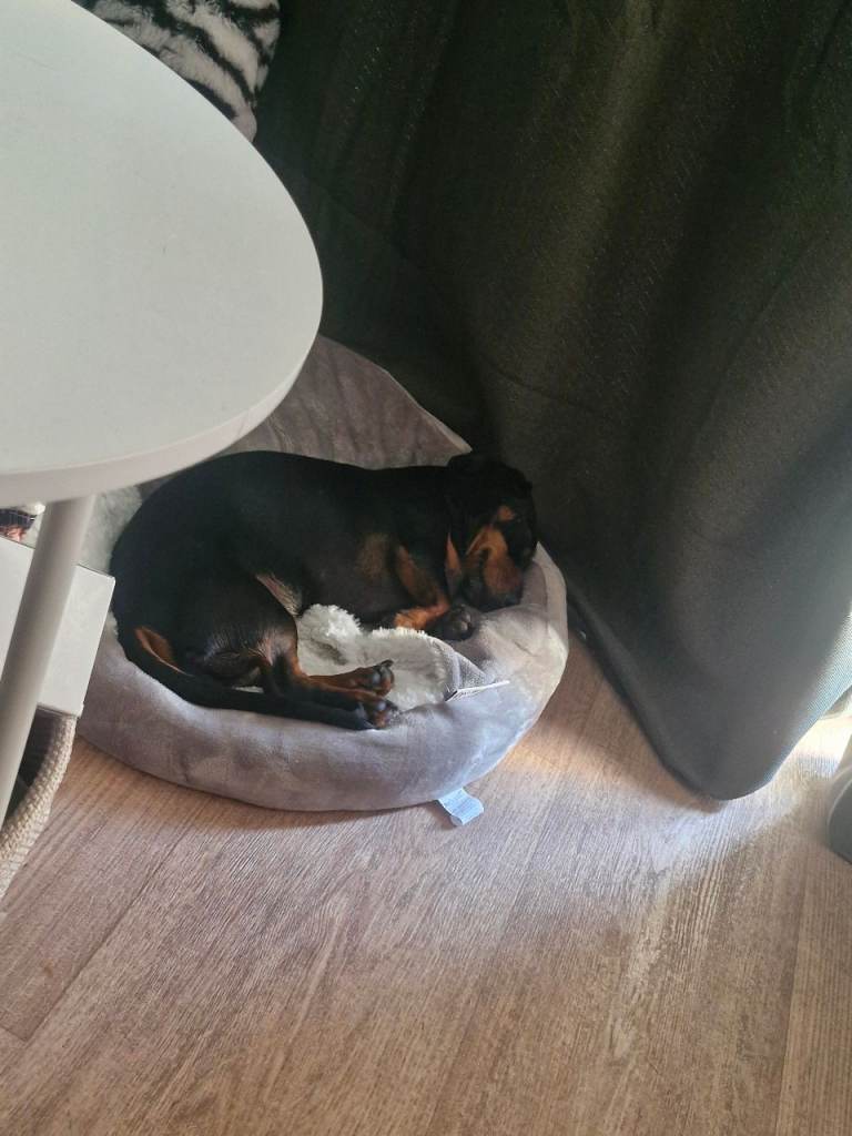 Mini dachshund 