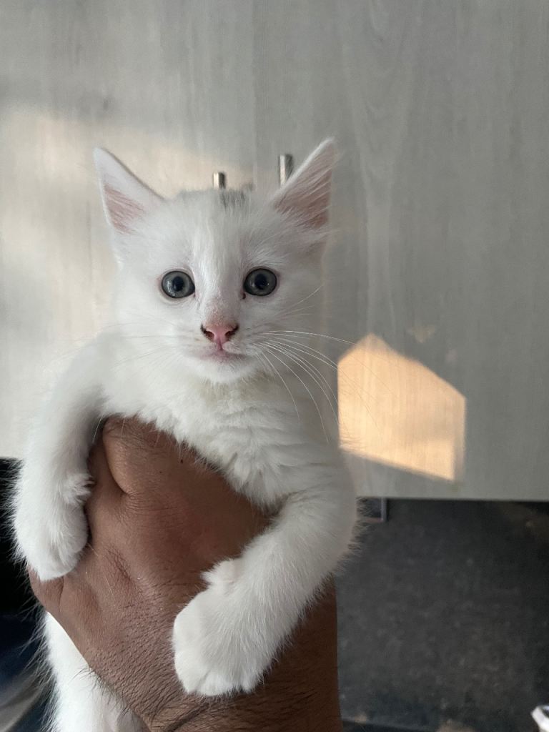 white female kitten available