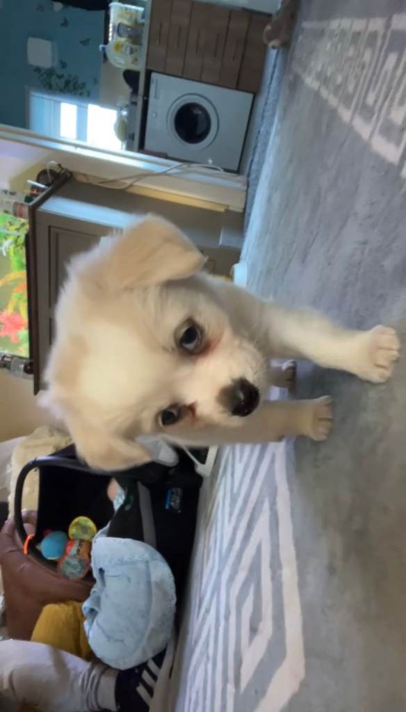 Puppy