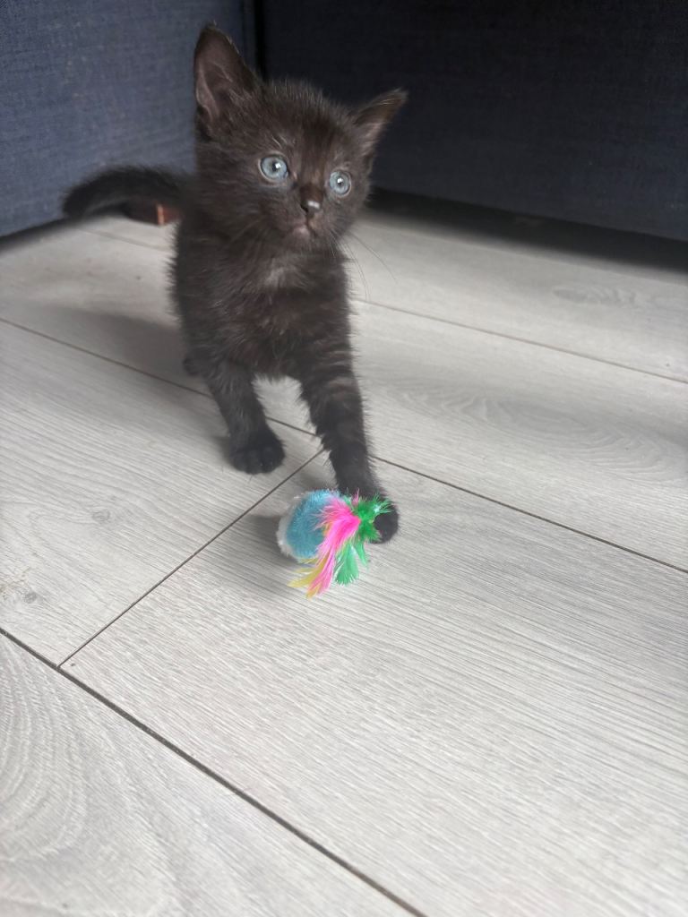3 beautiful black kittens for sale 