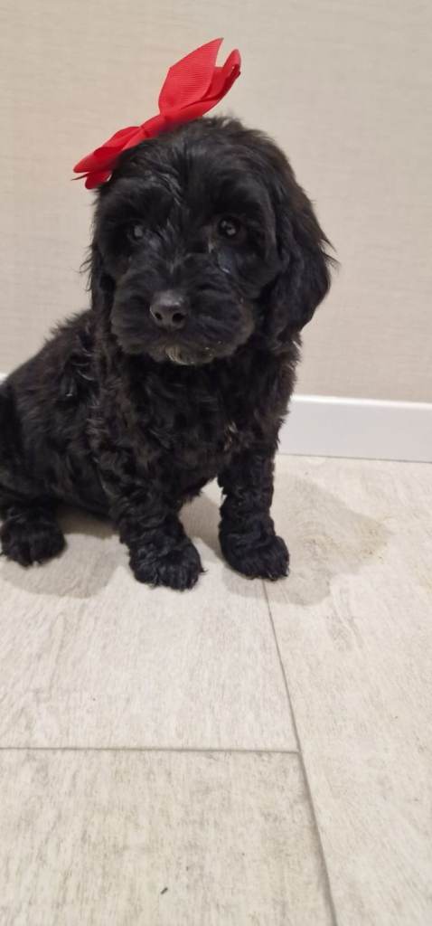  Cockapoo puppies ready now