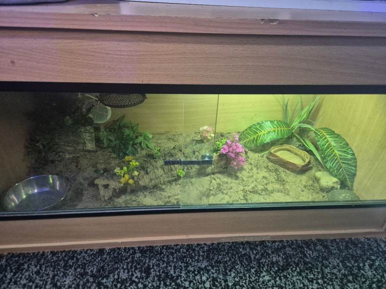 Vivarium baby bearded dragons 