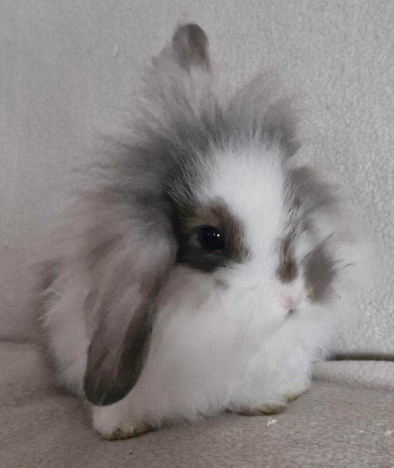 🩵 Mini Lion Lop Boy 🩵