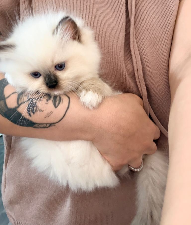 Female Kitten – Last Available 