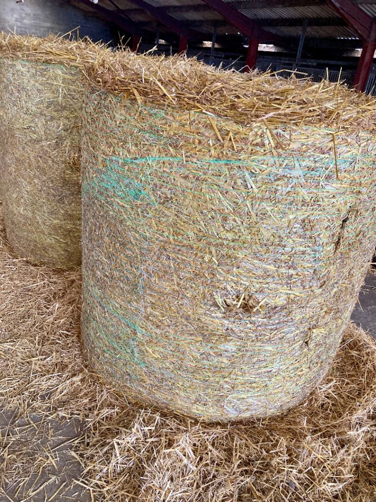 Large Round straw Bales for Pet Bedding or Feed