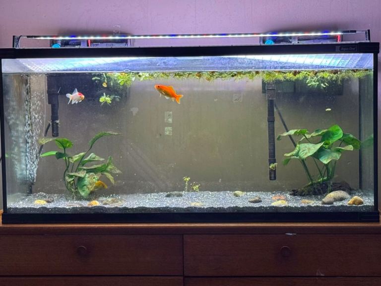 Large Glass Fish Tank with Light and Filter