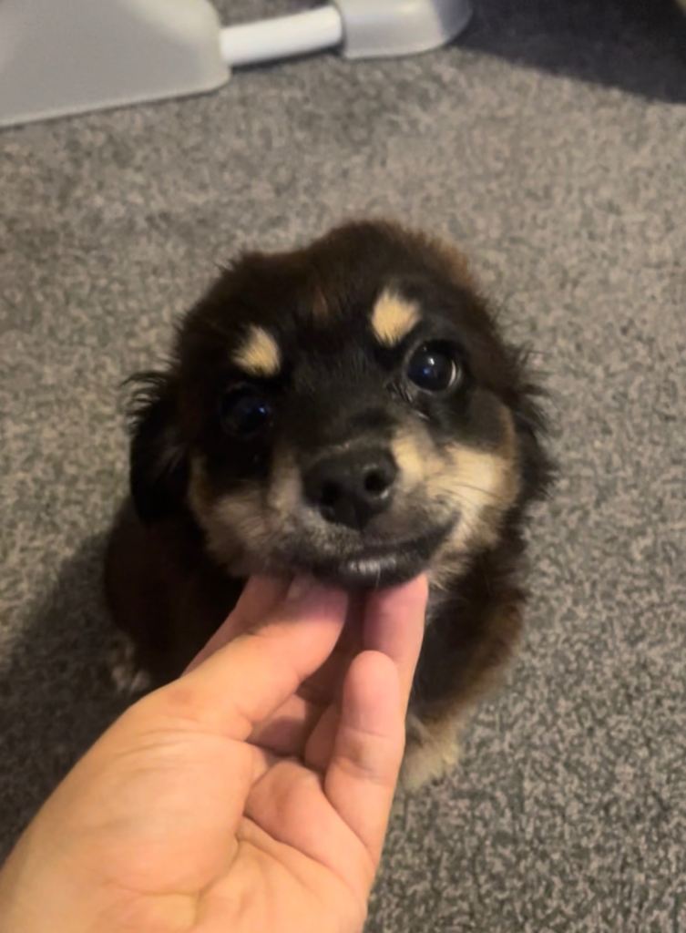 Yorkie x chihuahua puppies