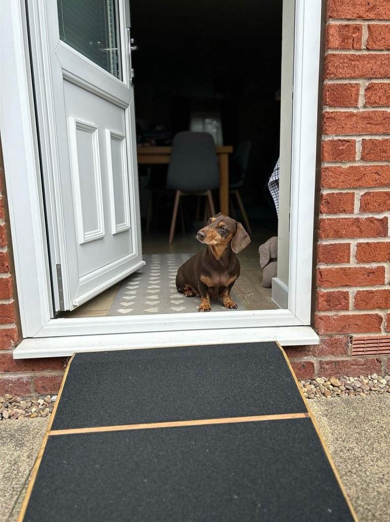 Dog/Pet Ramp for Dog Flap