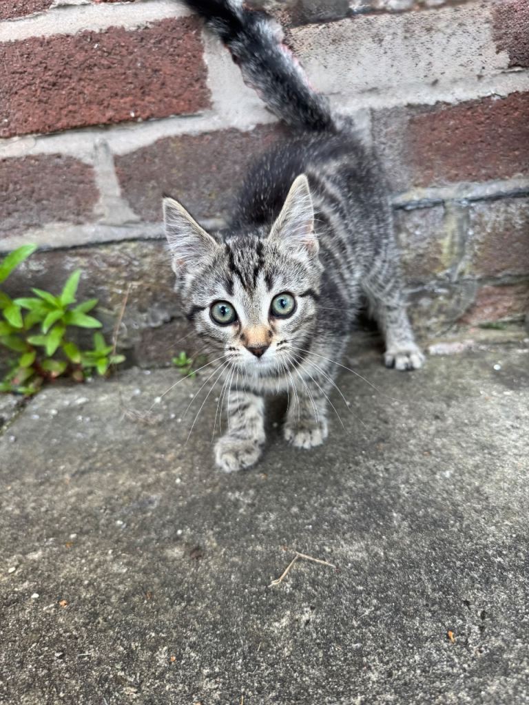 Kitten for sale