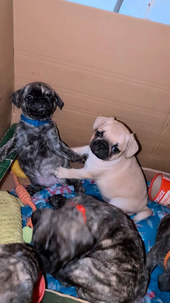 Pug puppies 