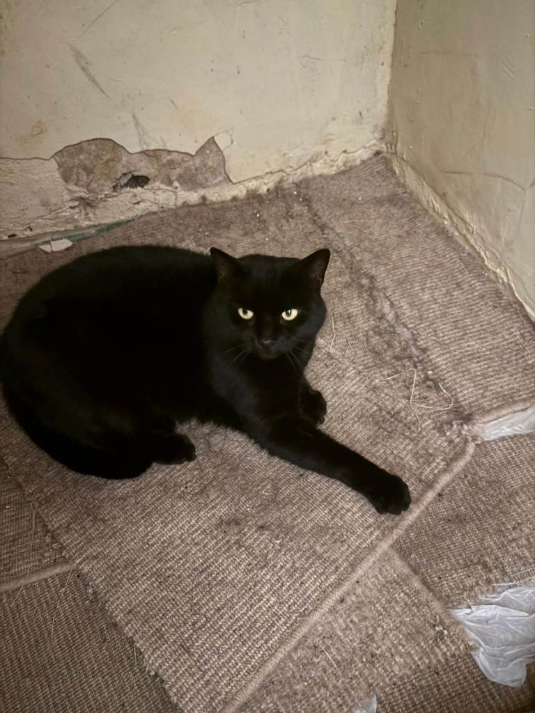 7 year old black male cat for sale