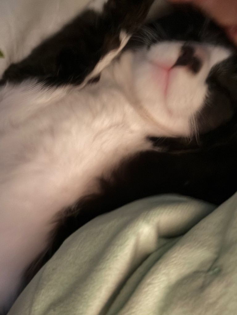 7-month-old kitten 🐱 