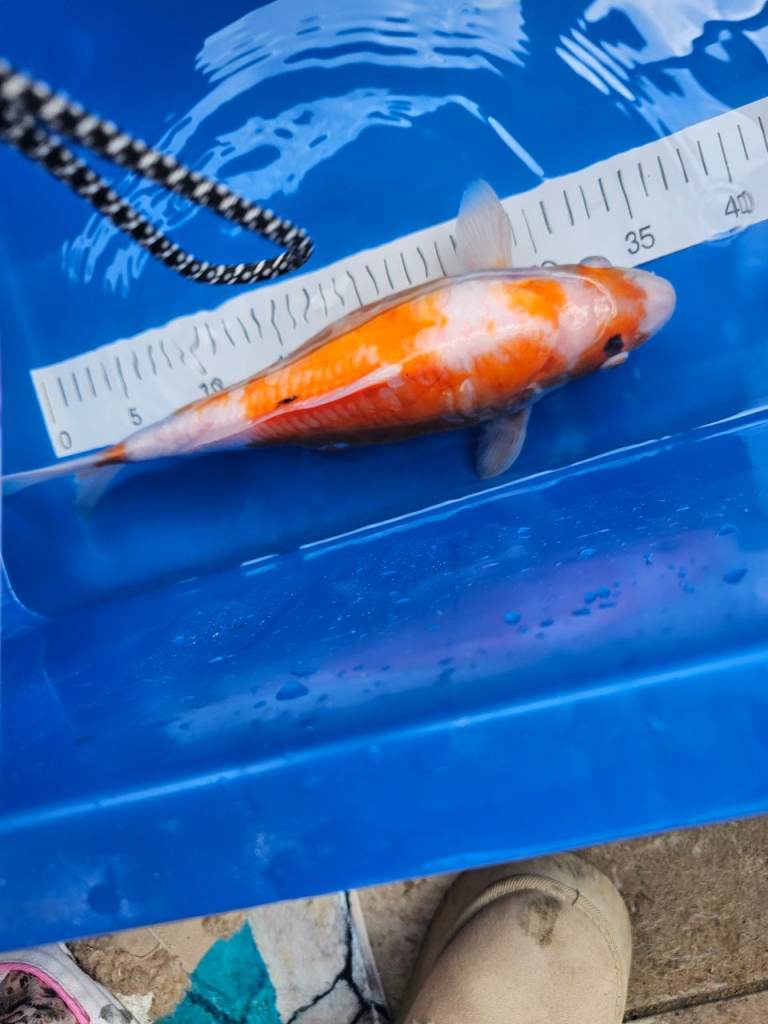 37cm koi fish for sale 