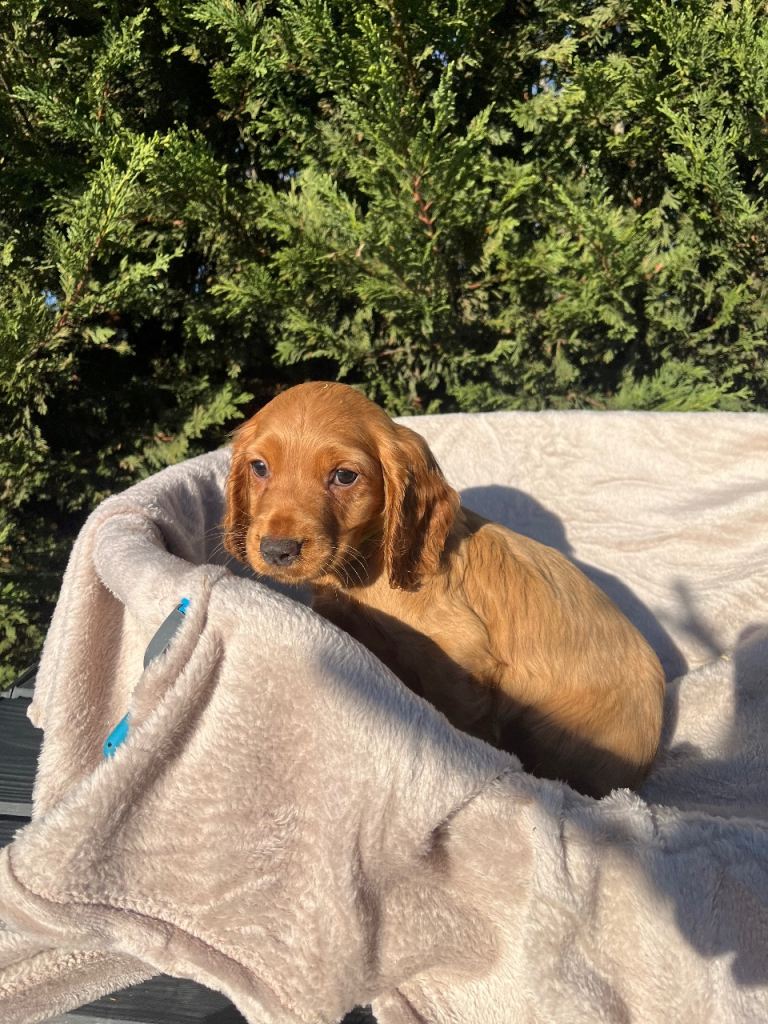 Three beautiful boy cocker spaniels remaining 