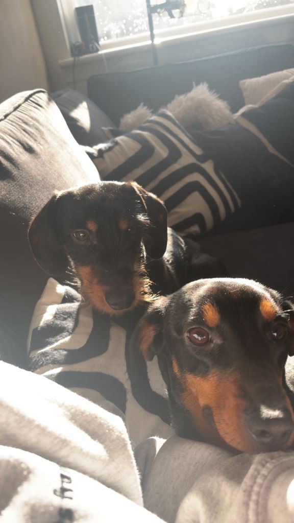 2 Dachshunds 
