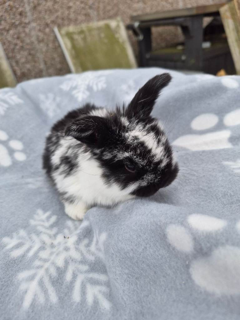 Mini lop ear bunnies 